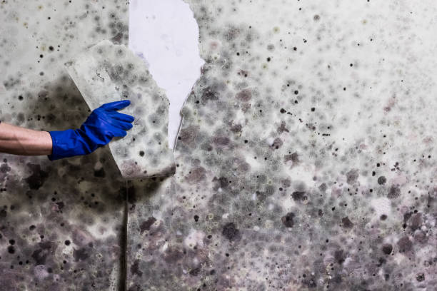 Best Best Mold Removal Companies  in Lyman, MS