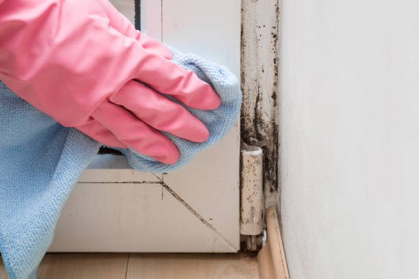 Best Local Mold Removal Service  in Lyman, MS